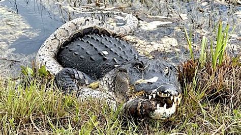 Image result for Python Eats Shark