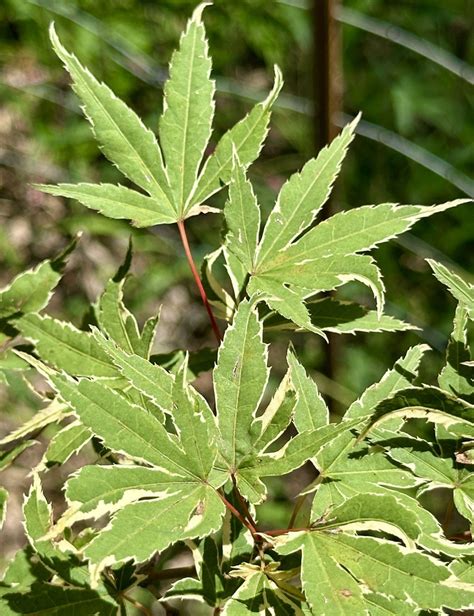 Acer palmatum 'Okukuji nishiki' - Okukuji nishiki Japanese maple | The ...