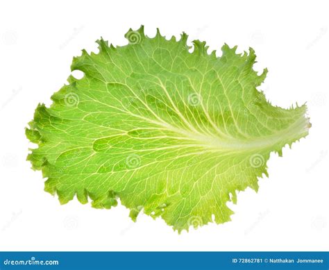Green Iceberg lettuce leaf stock image. Image of agriculture - 72862781