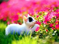 Image result for Cute Floral Phone Wallpaper