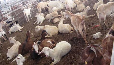 बकरी पालन हेतु 6 लाख रुपये तक की सब्सिडी लेने के लिए आज ही आवेदन करें