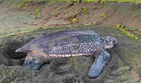Life Cycle of Sea Turtles — SEE Turtles — SEE Turtles