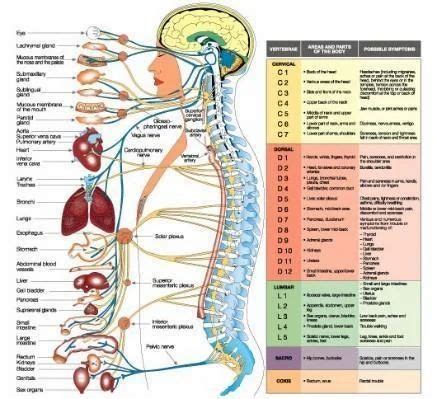 Acupressure Chart - Foot Reflexology Chart Manufacturer from Bengaluru