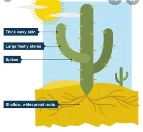 characteristic of cactus leaves - Brainly.in
