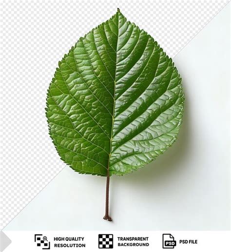 Isolated walnut leaf on a isolated background with a dark shadow in the ...