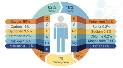 Image result for Human Body Elements