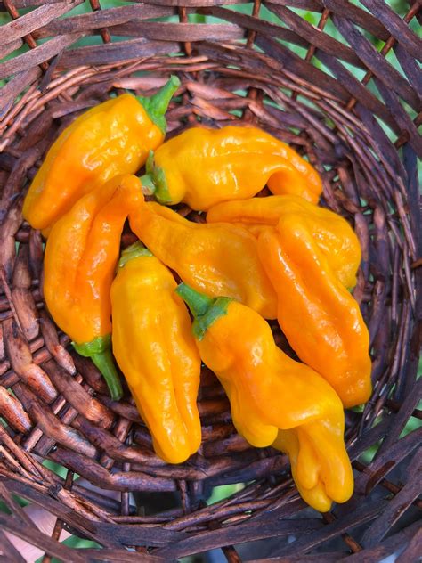 Orange Pepperoncini Pepper 12 Seeds - Etsy