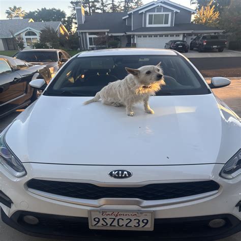 Corona Animal Services in Corona, CA