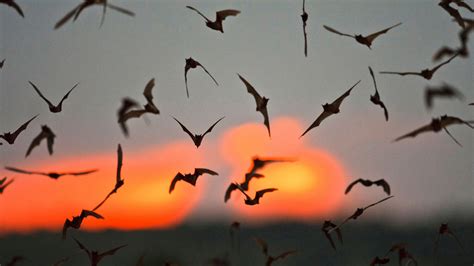 CDC Details Rabies Death After Boy Goes Untreated Following Bat Bite ...