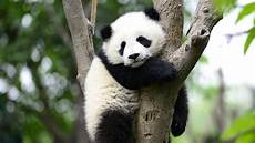 Panda Image by During This Week From Hell Enjoy Some News About Panda Image
