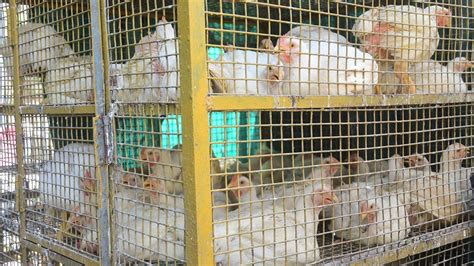 ஆந்திராவில் 4 லட்சம் கோழிகளுக்கு மர்ம நோய்: அச்சம் வேண்டாம் என ...