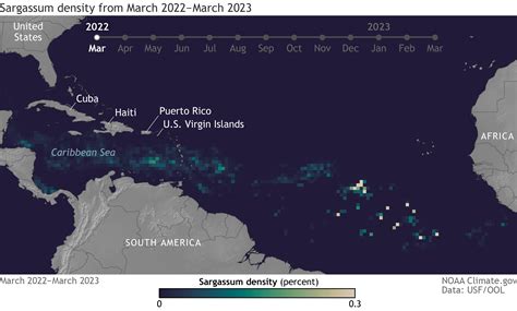 Sargassum in St Croix (2026) - Live Forecast Map + Beach Tips (USVI)