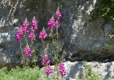 Antirrhinum L. | Plants of the World Online | Kew Science