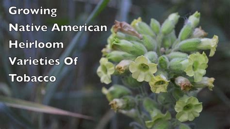 Native American Tobacco Use Sacred Traditions