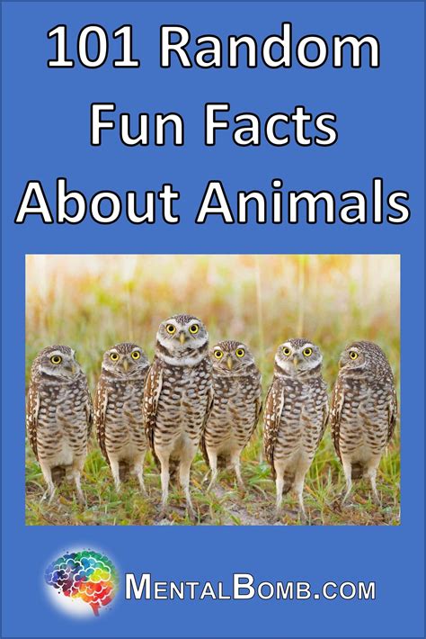 Image result for Random Fun Facts