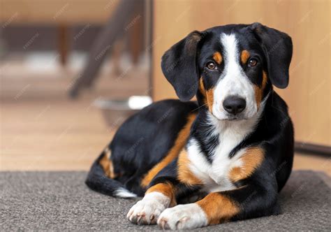 Entlebucher Sennenhund Puppies