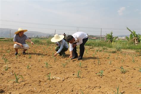 红河州种子站组织科技人员深入基层一线指导抗旱促春耕工作