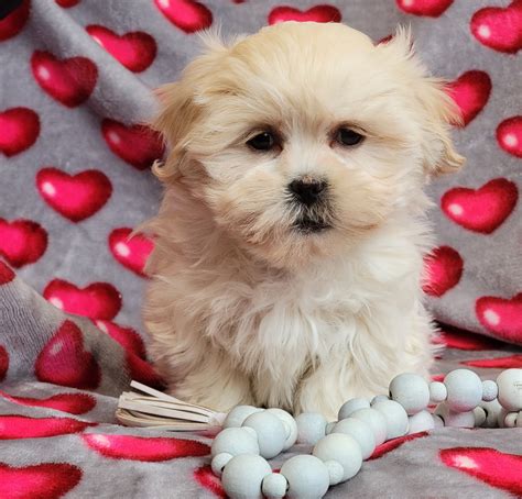Loyal - Teddy Bear Puppy for Sale in Stanley, NY | Lancaster Puppies