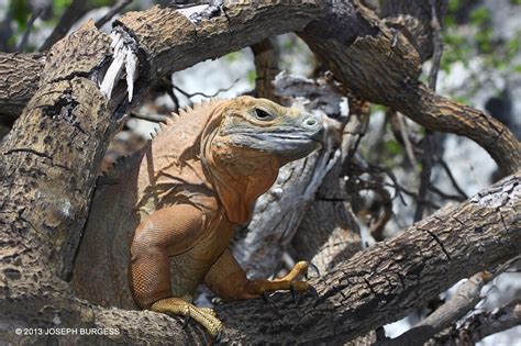 Pictures Of Animals In Jamaica at Bella Yelverton blog