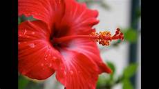 fiore di morning kuya medicinal benefits of gumamela fiore di morning kuya medicinal benefits of gumamela