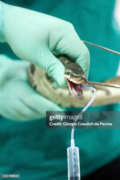 Image result for Python Snake Endoscopy