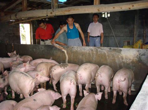散户、家庭农场、规模猪场、大型猪场企养猪成本到底是谁更低？ - 猪好多网