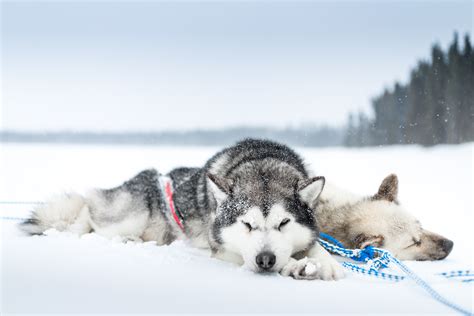 Winter Rest: Siberian Huskies in Snow HD Wallpaper by Arnaud camel