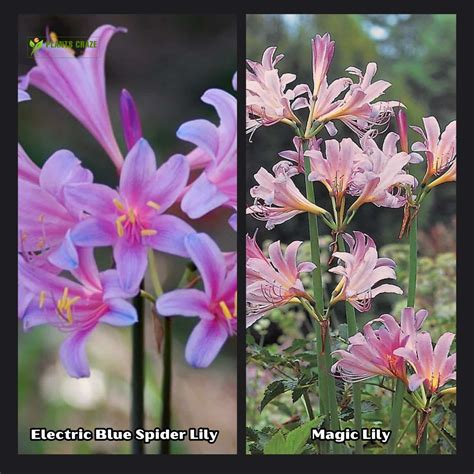 Does A Blue Spider Lily Exist In Real Life? Answer Deceives!