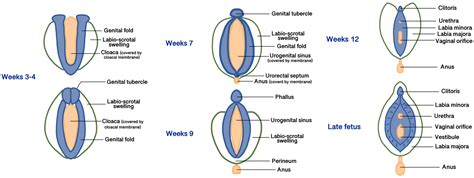 Transperineal Vulvar Ultrasound: A Review of Normal and Abnormal ...