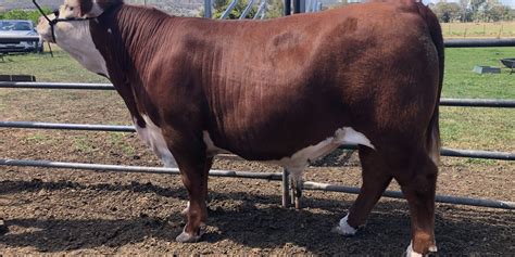 Hereford shines on the hook at Upper Hunter Beef Bonanza – Herefords ...