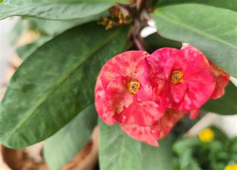 Image result for Redmi Note 13 Camera Sample