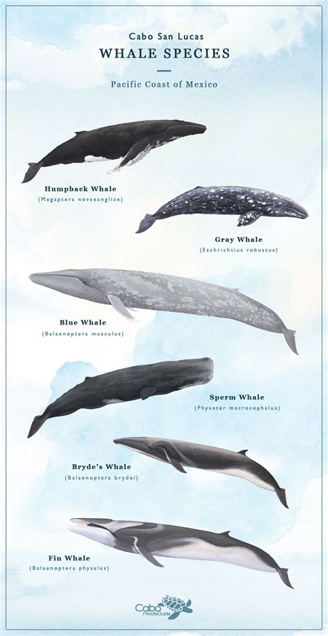 Whale Species