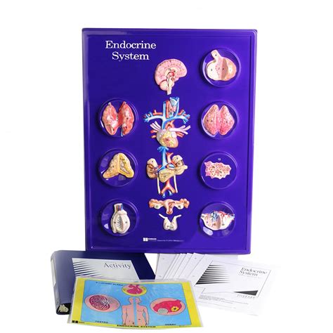 Image result for Endocrine System Project Model