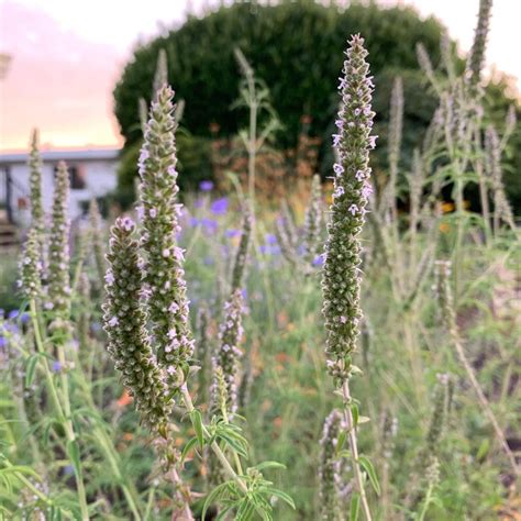La Schizonepeta : une médicinale aux multiples vertus - Jardin au Naturel
