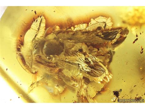 Very nice Rare Big 12mm Honey Bee Apoidea. Fossil insect in Big 55g ...