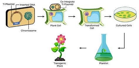 Biotechnology and its Applications Chapter Notes - Biology Class 12 ...