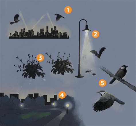 Effects Of Light Pollution On The Environment