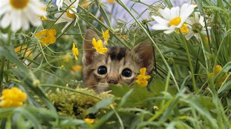 Image result for Fun Spring Animals