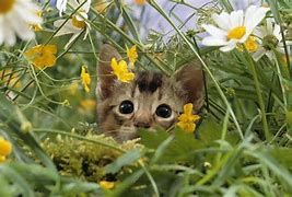 Image result for Spring and Animals