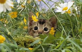 Image result for Beautiful Spring Baby Animals Wallpaper