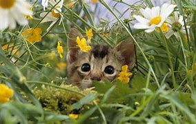 Image result for Cute Spring Animals