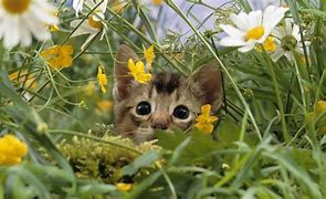 Image result for Cute Spring Baby Animals