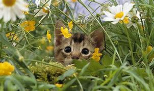 Image result for Spring Animals Screensavers