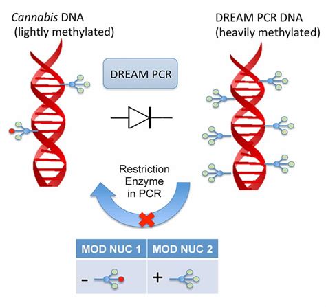 DNA PCR 的图像结果