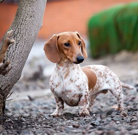 Dachshunds as Hunting Dogs: 5 Pros and Limitations to Know - A-Z Animals