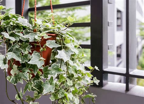English Ivy Plant