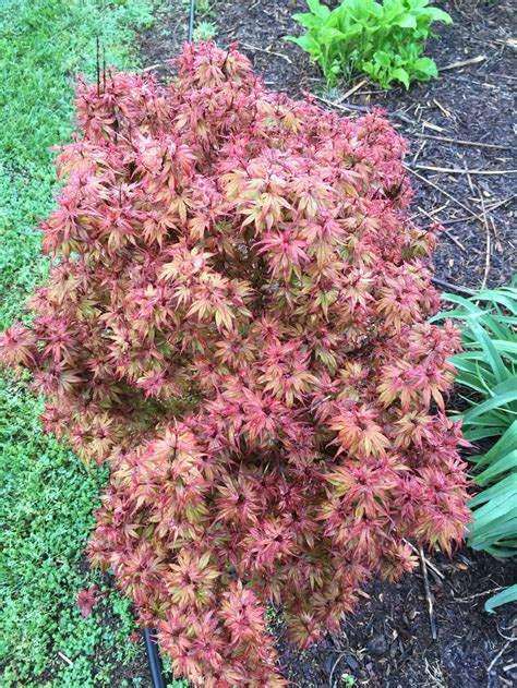 Buy Dwarf Japanese Maples — Mr Maple │ Buy Japanese Maple Trees