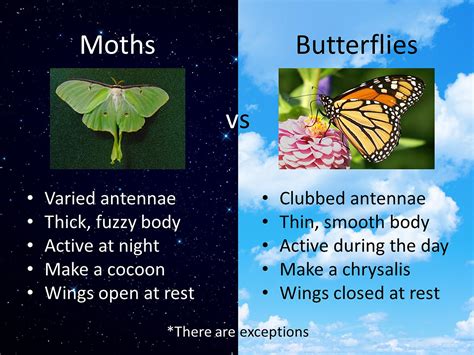 Moths Vs Butterfly