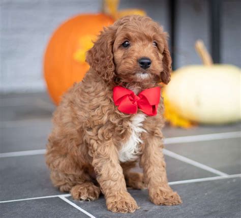 Image result for Cute Cockapoo Puppies