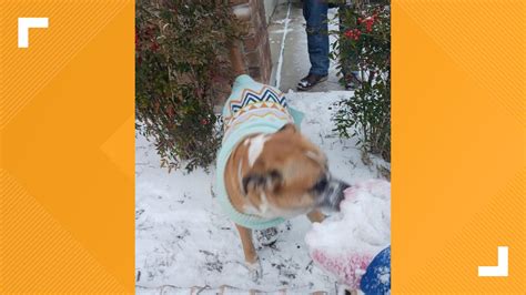 Snow in Austin, Texas: Photos show winter weather across Central Texas ...